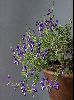 <em>Salvia albimaculata</em>